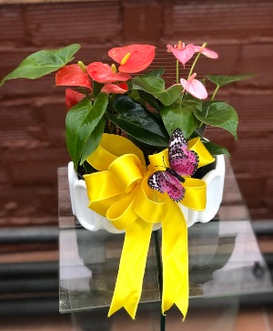 Mini Anthurium 2-Plant Combo Pot House Plant