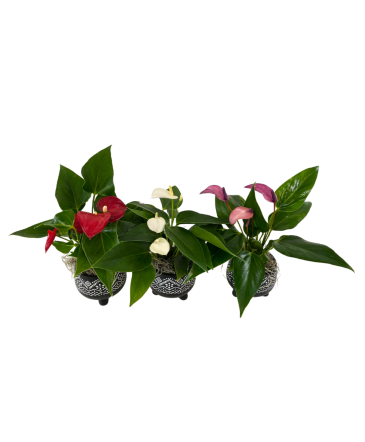 Mini Anthurium Pedestal House Plant in Newmarket, ON | FLOWERS 'N THINGS FLOWER & GIFT SHOP