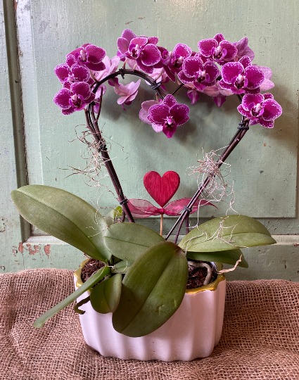 ON SALE Orchid planter! Save 25% off  Mini Bloom Heart Shape double stem 