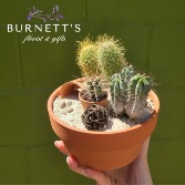 Mini Cacti Garden Planter