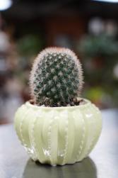 Mini Cactus  Tiny Pot