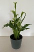 Mini Cala Lily Plant