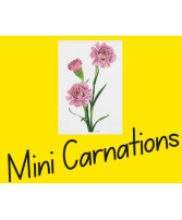 Mini Carnation Options