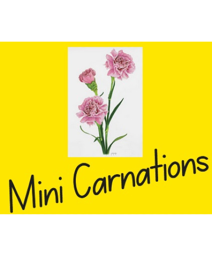 Mini Carnation Options