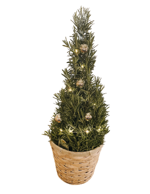 Mini Christmas Trees Plant