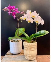 Mini Cymbidium Orchids Planter
