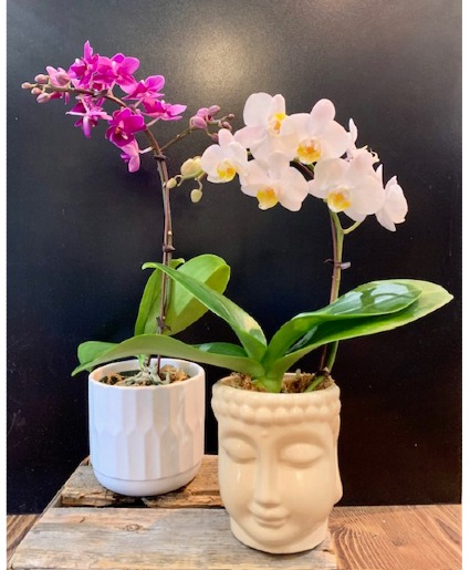 Mini Cymbidium Orchids Planter