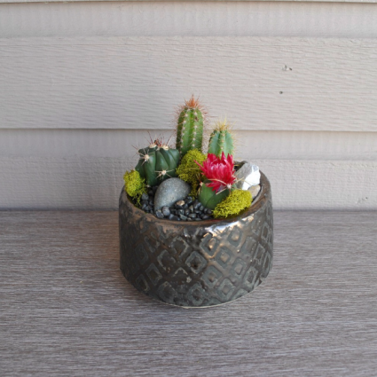 Mini Desert Planter