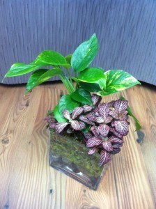 Mini Dish Garden in Vase