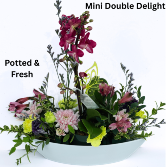 Mini Double Delight Fresh and Potted