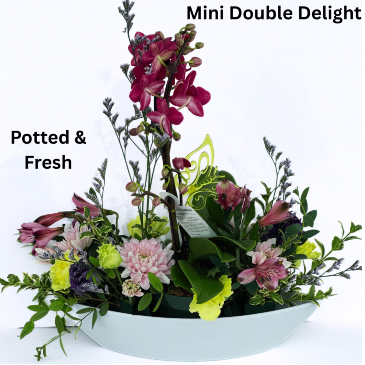 Mini Double Delight Fresh and Potted in Abbotsford, BC | BUCKETS FRESH FLOWER MARKET INC.