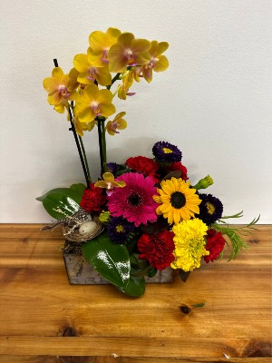 Mini Double Delight Potted Orchid 