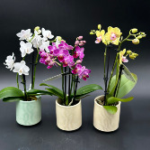Mini Double Orchid Orchid Planter