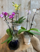 Mini Double Stem Orchids Potted