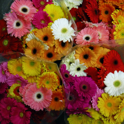 Gerb Bouquet Gerbera