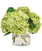 Mini Green Hydrangea (5--7 ct) COMPACT 