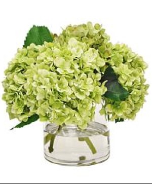 Mini Green Hydrangea (5--7 ct) COMPACT 