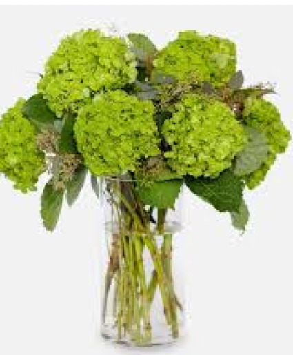 Mini Green Hydrangea (8 -10 count) 