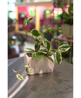 Mini Hoya Desktop Planter 