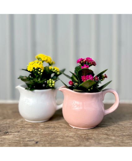 Mini Kalancho with keepsake Pitcher Blooming plant