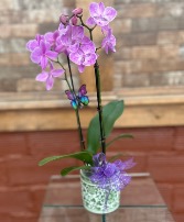 Mini Lavender Orchid 