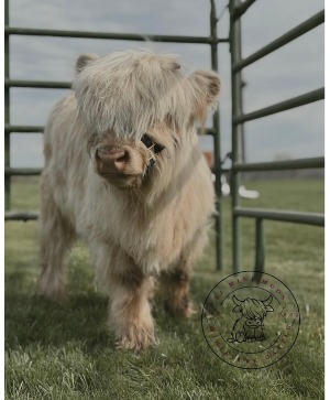 Mini Moos & Blooms Event Special Event