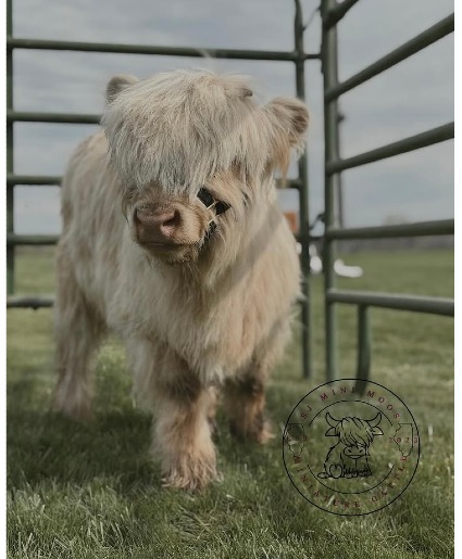 Mini Moos & Blooms Event Special Event