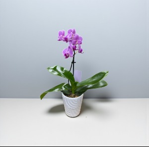 Mini Orchid  