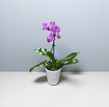 Mini Orchid