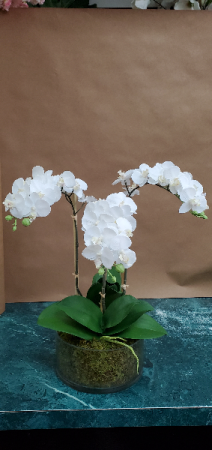 Mini Orchid Arrangement