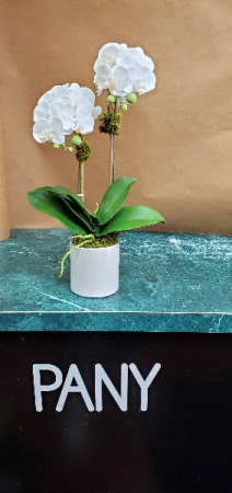 Mini Orchid Arrangement