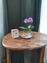 Mini Orchid in Teacup 
