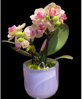 Mini Orchid plant  plant
