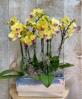Mini Orchids Deluxe Planter 6-8 stems of blooms in ceramic 
