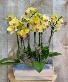 Mini Orchids Deluxe Planter 6-8 stems of blooms in ceramic 