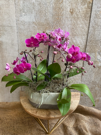 Special Mini Orchids Planter  6-8  stems of blooms