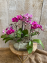 Special Mini Orchids Planter  4 to 6  stems of blooms