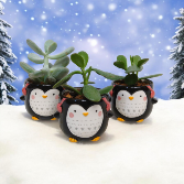 Mini Penguin Plant Plant