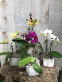 Mini Phaelanopsis Orchid Plant
