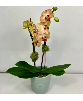 Mini Phalaenopsis Orchid 