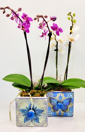 Mini Phalaenopsis Orchid Plant 
