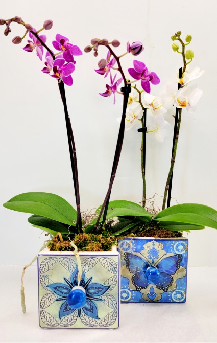 Mini Phalaenopsis Orchid Plant 