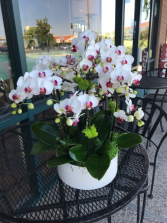 Mini phalaenopsis with white pot