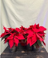 Mini Poinsettia 
