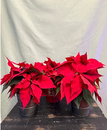 Mini Poinsettia  in La Grande, OR | FITZGERALD FLOWERS