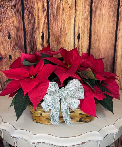 Mini Poinsettia Basket 