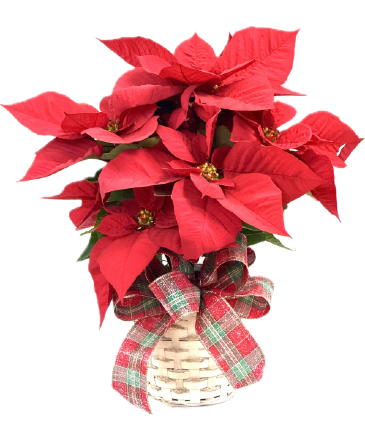 Mini Poinsettia Plant in Lubbock, TX | TOWN SOUTH FLORAL