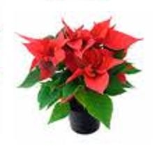 Mini Poinsettia Potted Plant
