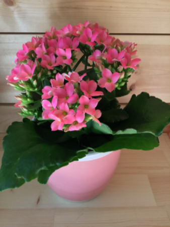 Mini Potted Kalanchoe Plant