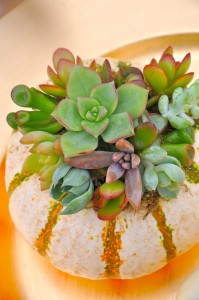 Mini Premium Pumpkin Succulents in Wilton Manors, FL | LA FLEUR FLORALS & EVENTS Mini Premium Pumpkin Succulents in Wilton Manors, FL | LA FLEUR FLORALS & EVENTS